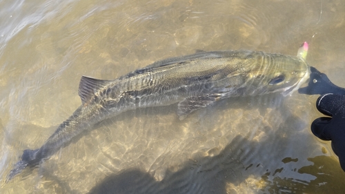 フッコ（マルスズキ）の釣果