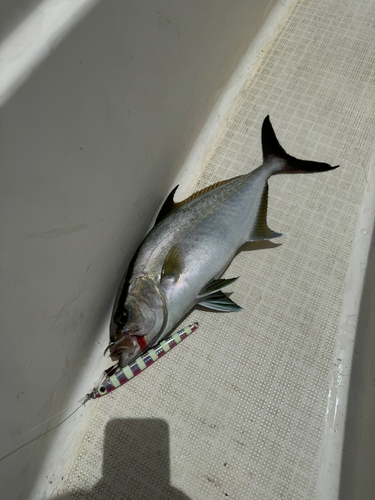 ヒレナガカンパチの釣果