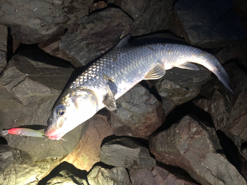 ニゴイの釣果