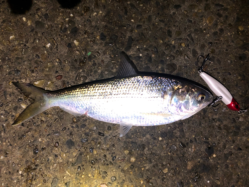 コノシロの釣果