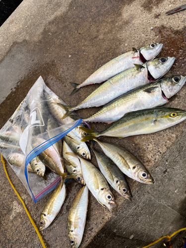 マサバの釣果