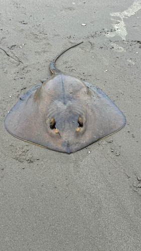 アカエイの釣果