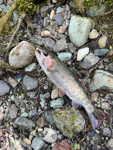 ニジマスの釣果