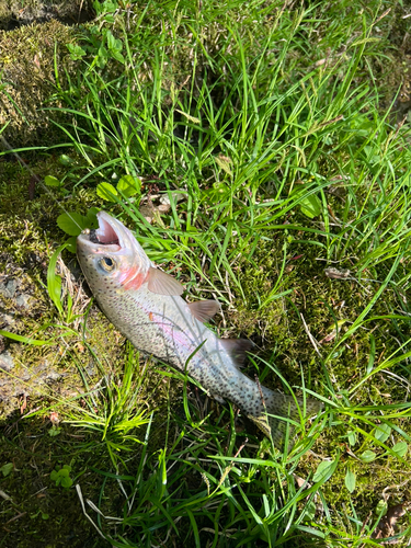 ニジマスの釣果