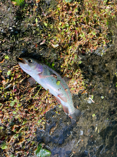 ニジマスの釣果