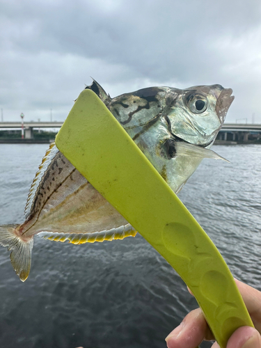 ヒイラギの釣果