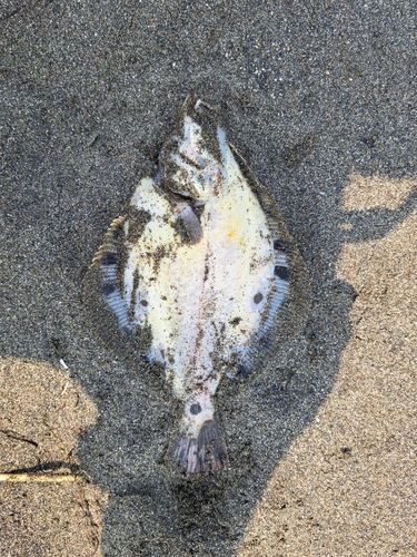 マツカワの釣果