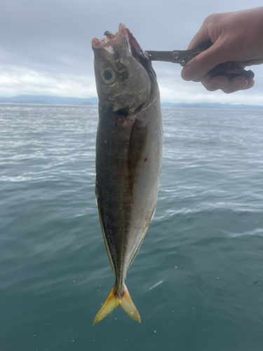 マアジの釣果