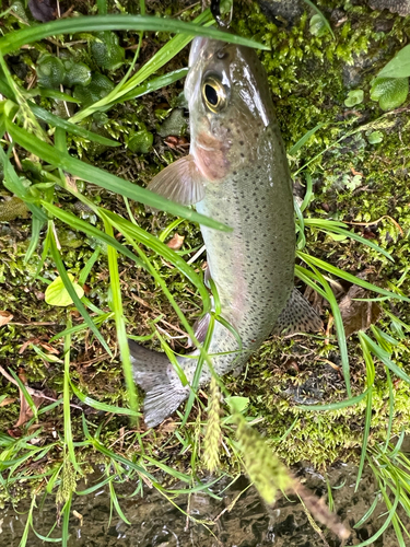 ニジマスの釣果