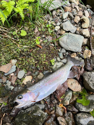 ニジマスの釣果