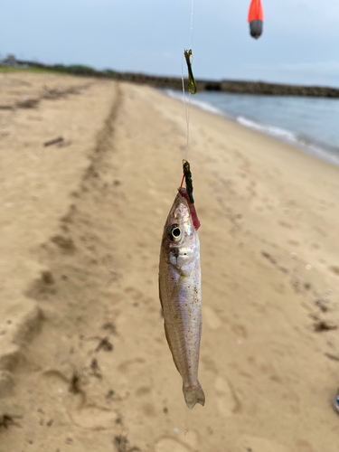 シロギスの釣果