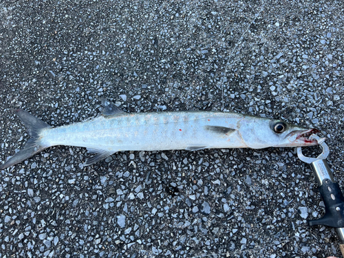 オオカマスの釣果