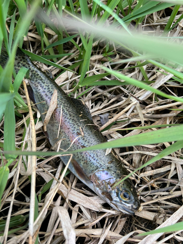 ニジマスの釣果