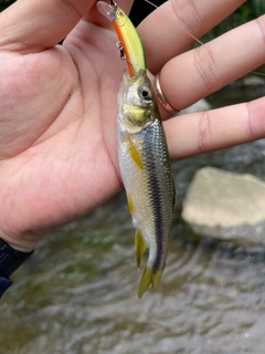 カワムツの釣果