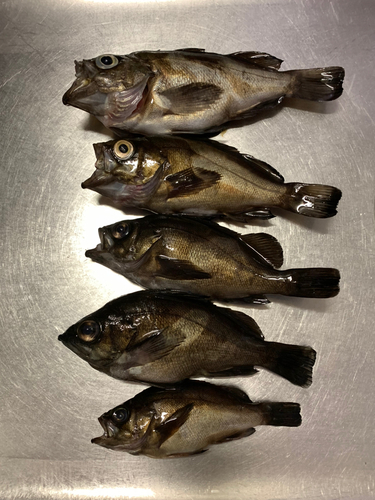 メバルの釣果