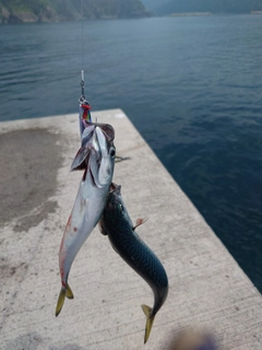 サバの釣果