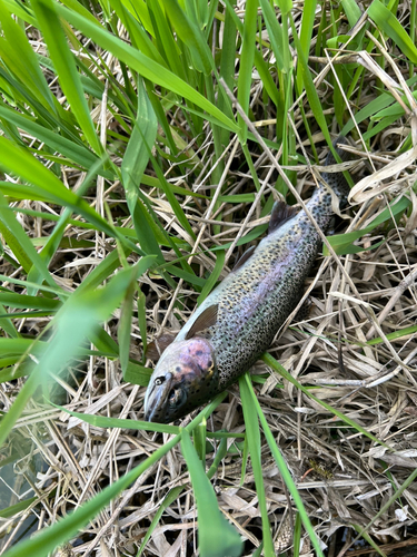 ニジマスの釣果