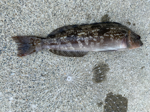 アイナメの釣果