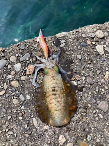 アオリイカの釣果