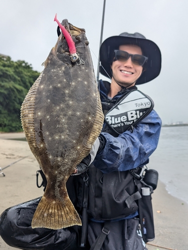 ヒラメの釣果