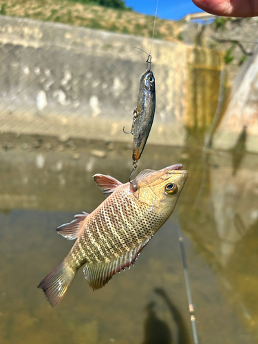 釣果