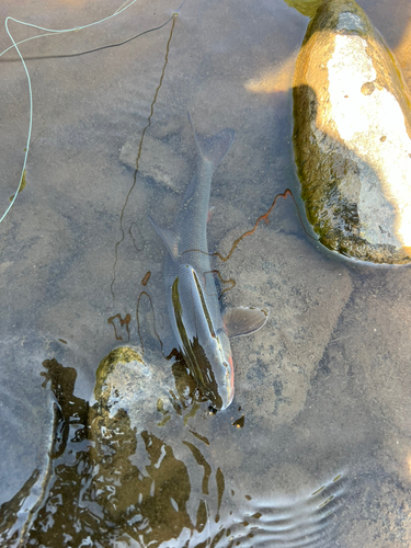 ウグイの釣果