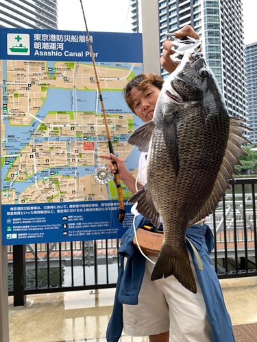 クロダイの釣果