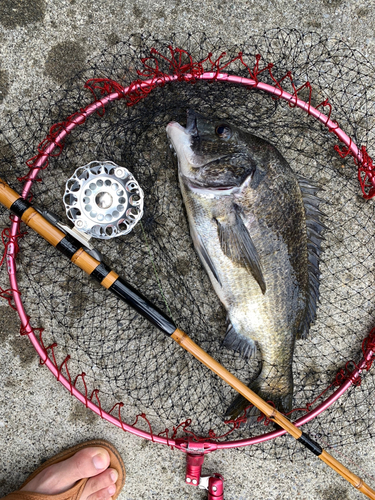 クロダイの釣果