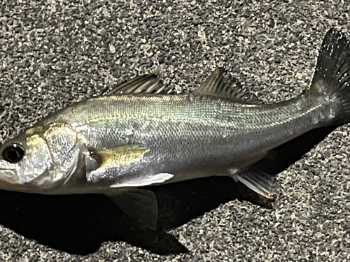 スズキの釣果