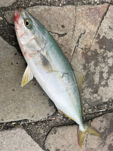 ツバスの釣果