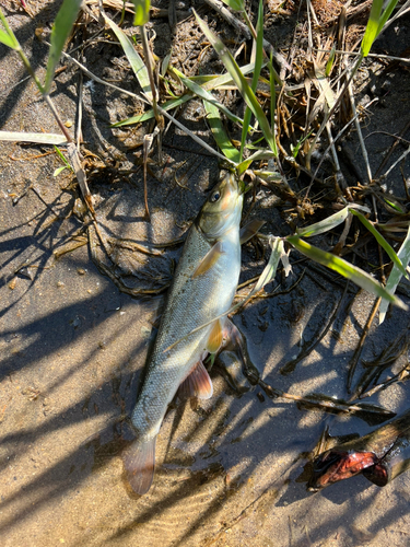 ウグイの釣果