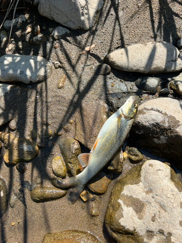 ウグイの釣果