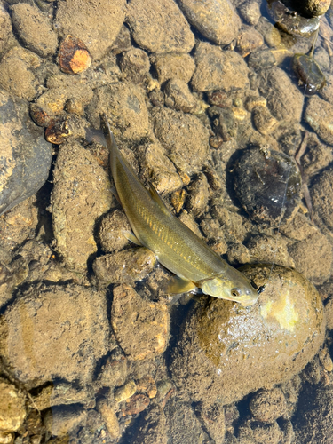 ウグイの釣果