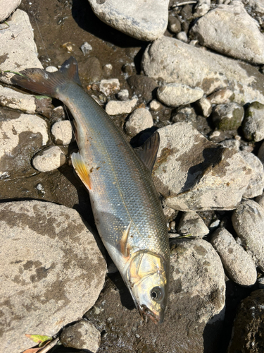 ウグイの釣果