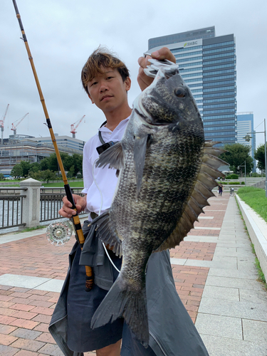 クロダイの釣果