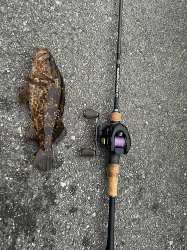 タケノコメバルの釣果