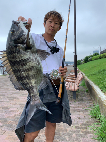 クロダイの釣果