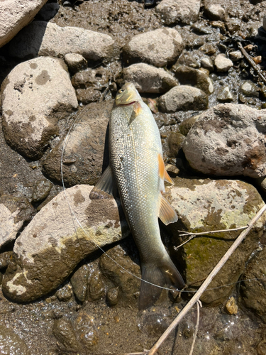 ウグイの釣果