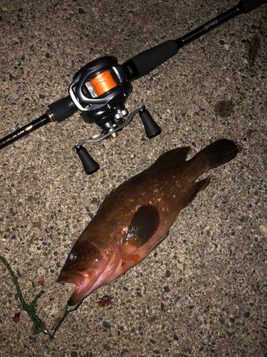 アズキハタの釣果