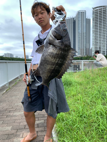 クロダイの釣果