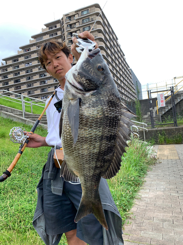 クロダイの釣果