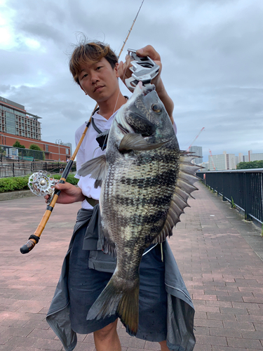 クロダイの釣果