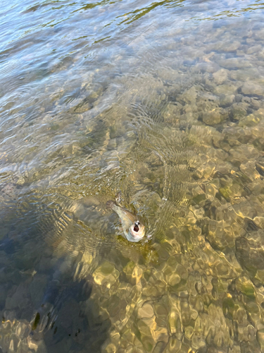 ウグイの釣果