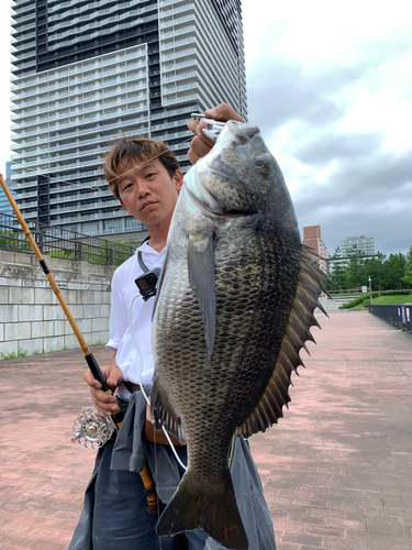 クロダイの釣果