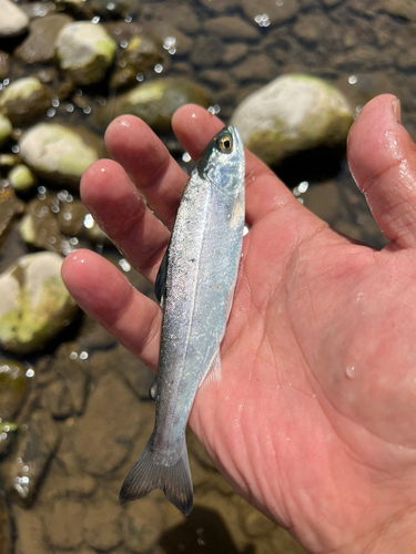 ヤマメの釣果