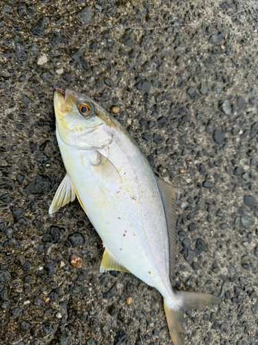 カンパチの釣果