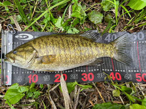 スモールマウスバスの釣果