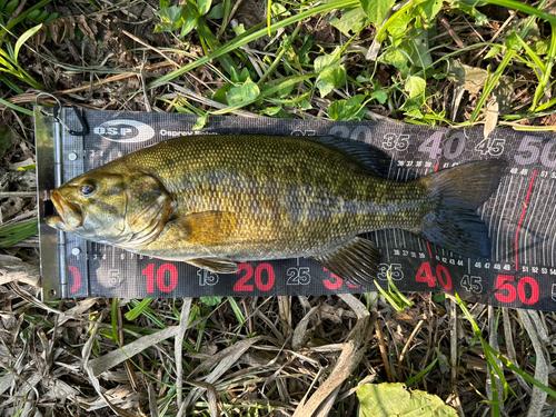 スモールマウスバスの釣果