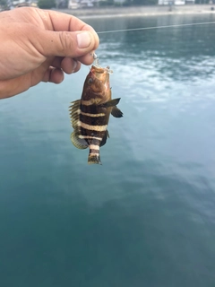 ハタの釣果