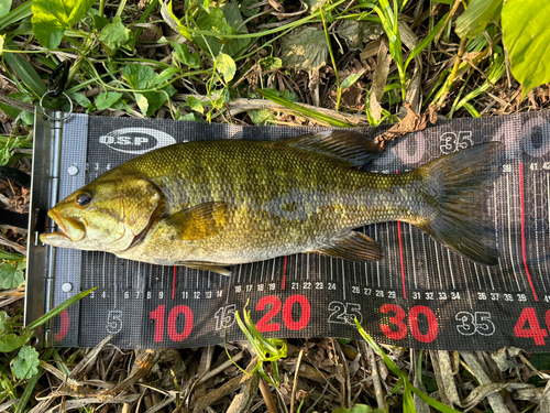 スモールマウスバスの釣果